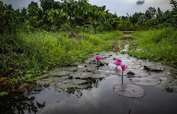 Water lilies in Can Tho